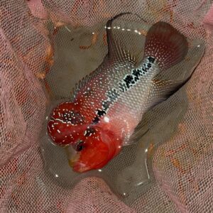 Flowerhorn [5inch with popup]