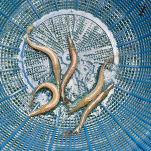 Alligator Gar [5 inch]