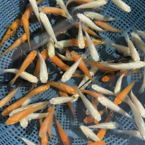 Mollies [10 pcs for 100 rs]