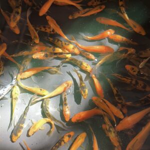 Koi Carp [3 inch - 10 pcs for 150 rs]
