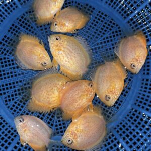 Red Spotted Severum [5 pcs for 250 rs]