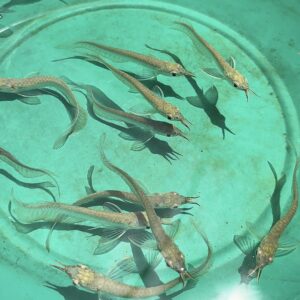 Silver Arowana [5 inch]