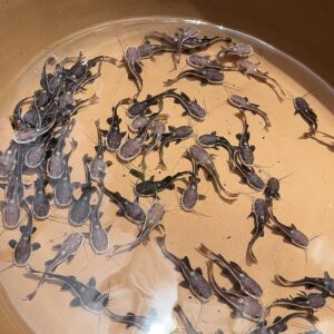 Red Tail Cat Fish [3 inch]