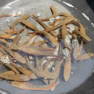 Malabar snake head (Neela Vaha) - 5inch