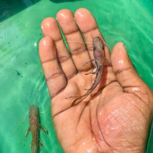 Shovel Nose Cat Fish [4 inch]