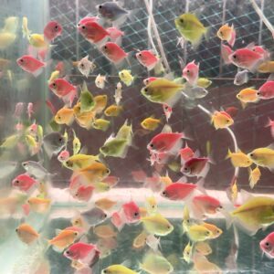 Widow Tetra [15 pcs for 200 rs]