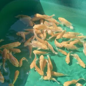 Albino Oscar [1.5 - 2 inch - 5 pcs for 200 rs]