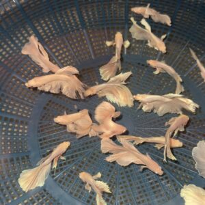 White FullMoon Betta [ 1 pair - 89 rs]